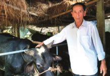 Chăn nuôi bò công nghệ cao