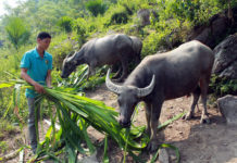 Kỹ thuật chăn nuôi trâu bò cái sinh sản ở Việt Nam