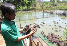Kỹ thuật chăn nuôi vịt trời theo mô hình hiệu quả nhất