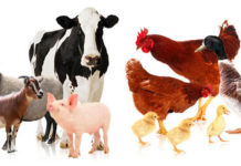 Gia súc là gì? Gia cầm là gì? Phân biệt gia súc gia cầm